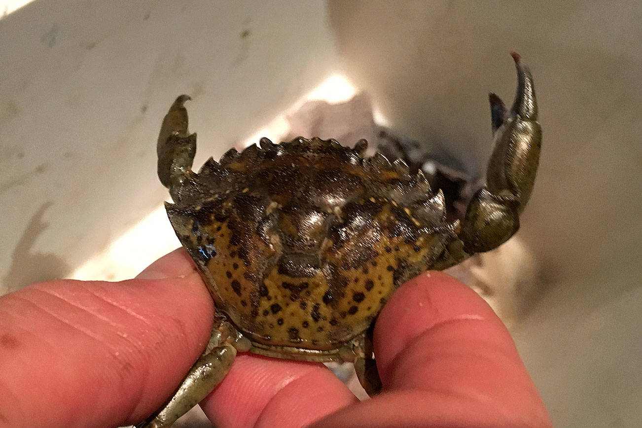 Researchers intensify hunt for invasive green crab