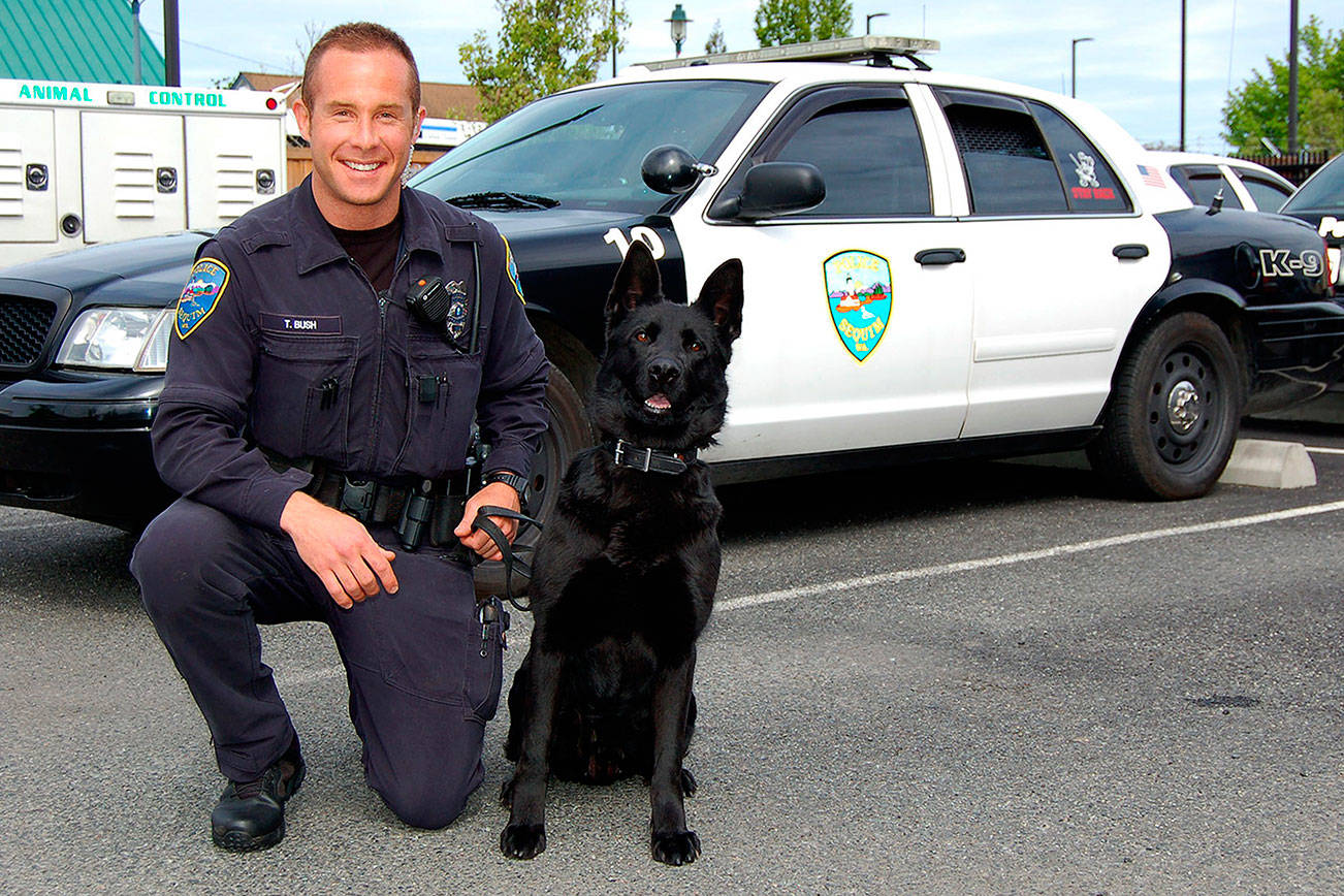 Sequim Police welcome new canine officer Mamba