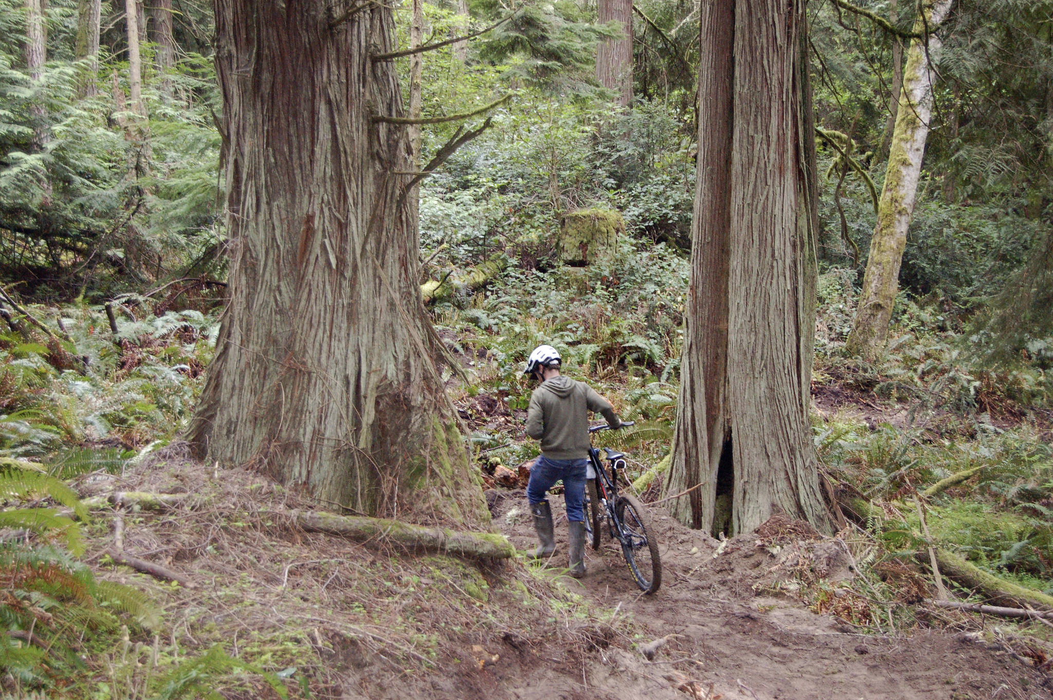 The new trail off Manzanita Trail on Miller Peninsula north of Blyn features lots of corners well-suited for bicyclists, said Powell Jones, executive director of the Dungeness River Audubon Center. He’s worked more than three years to create a project for local youths to come into the wilderness to build a trail to learn about the area and job opportunities in forestry management. Sequim Gazette photo by Matthew Nash