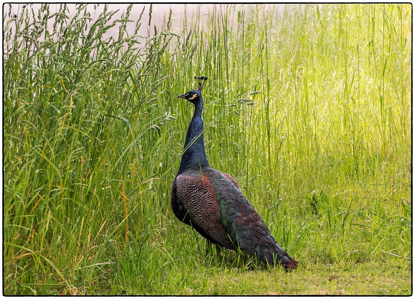 Painted Plumage