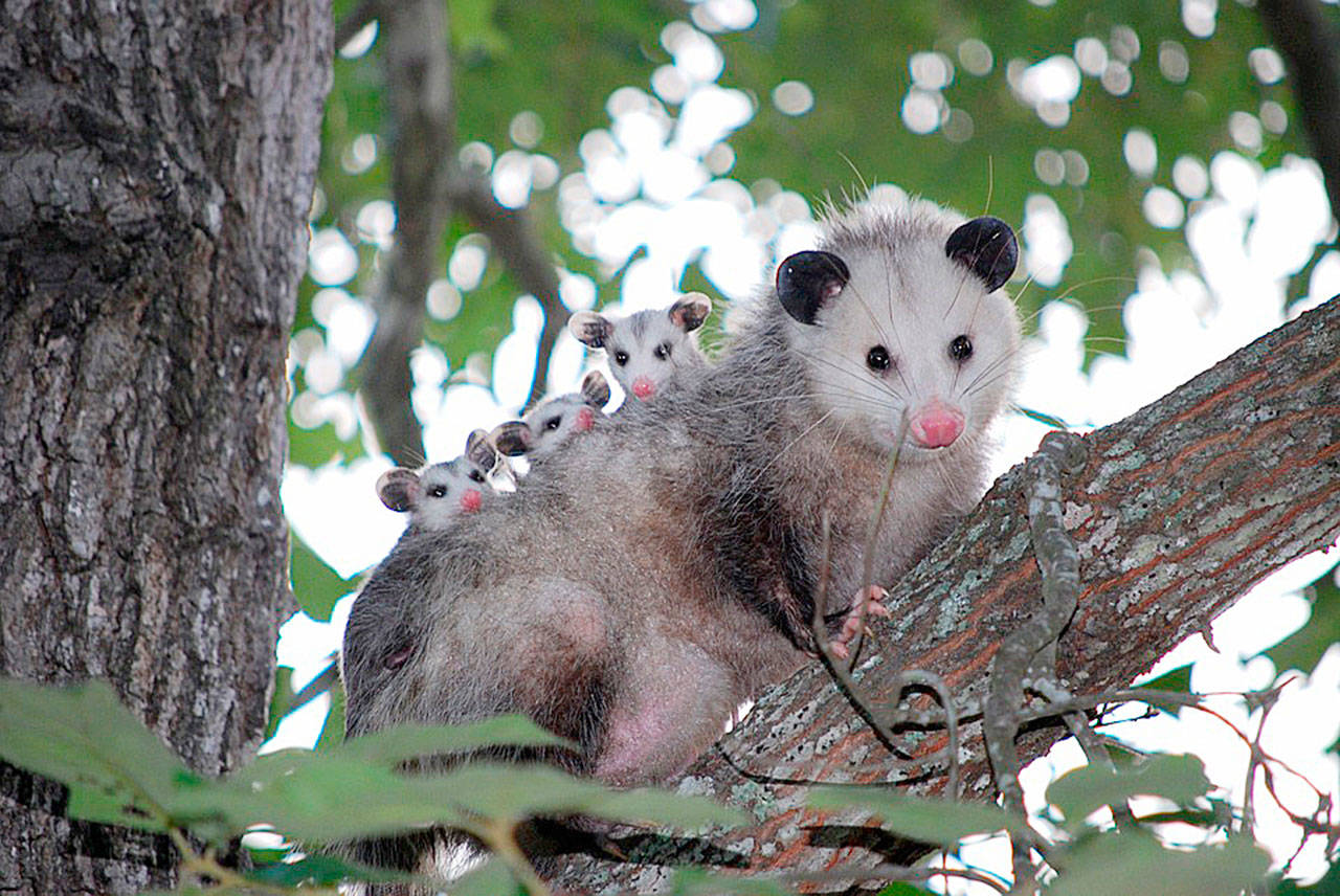 Natural HIstory Dispatch: Don’t overlook opossums