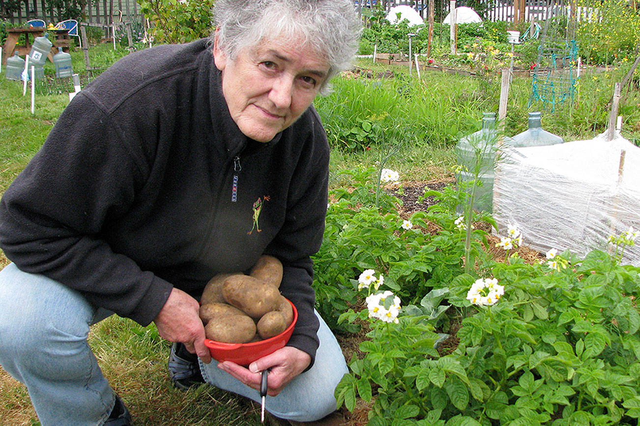 Learn how to produce potatoes from seed