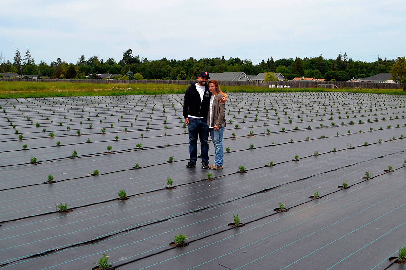 B&B Family Farm significantly expands lavender fields