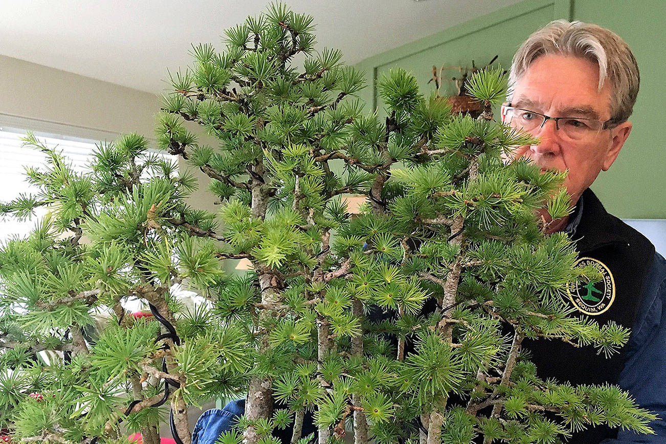 Dungeness Bonsai Society hosts its 41st annual show this weekend in Sequim