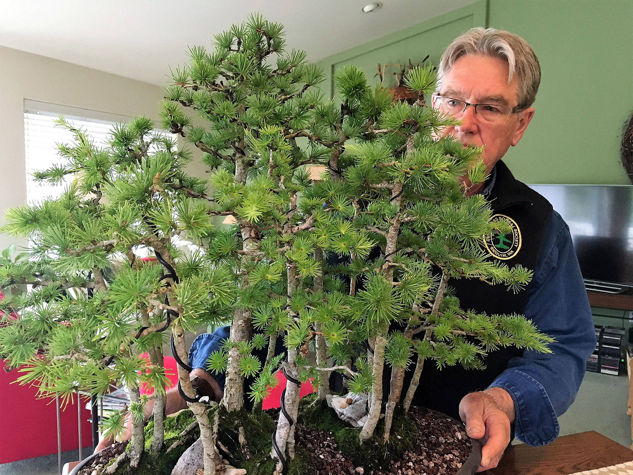 Ron Quigley of Diamond Point looks over his bonsai forest, a Japanese larch he obtained in 2007 from its designer the late Sharon Muth of Bonsai NW. It’s one of many bonsai trees Quigley treasures in his collection. Sequim Gazette photo by Matthew Nash