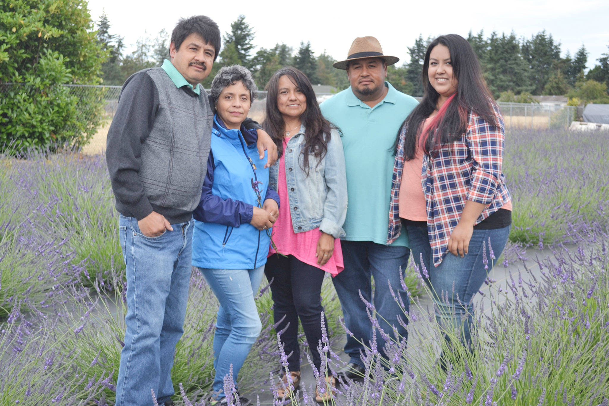 Victor and Maribel Gonzalez, left, partner with Sergio Gonzalez, fourth from left, and his wife Monica and daughter Melissa to start Meli’s Lavender Farm off Old Olympic Highway. With Victor’s lavender plants and Sergio’s property, they plan to sell the lavender to support Melissa’s college education at Western Washington University. The farm at 62 W. Diane Drive, in Sequim, opens Thursdays-Saturdays all summer and July 17-23. Sequim Gazette photo by Matthew Nash