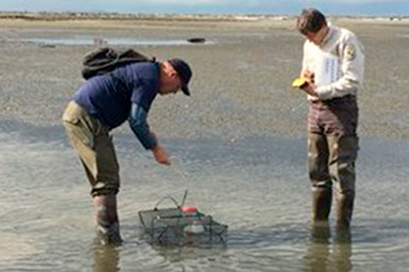 Invasive green crab count hits 87 on Dungeness Spit