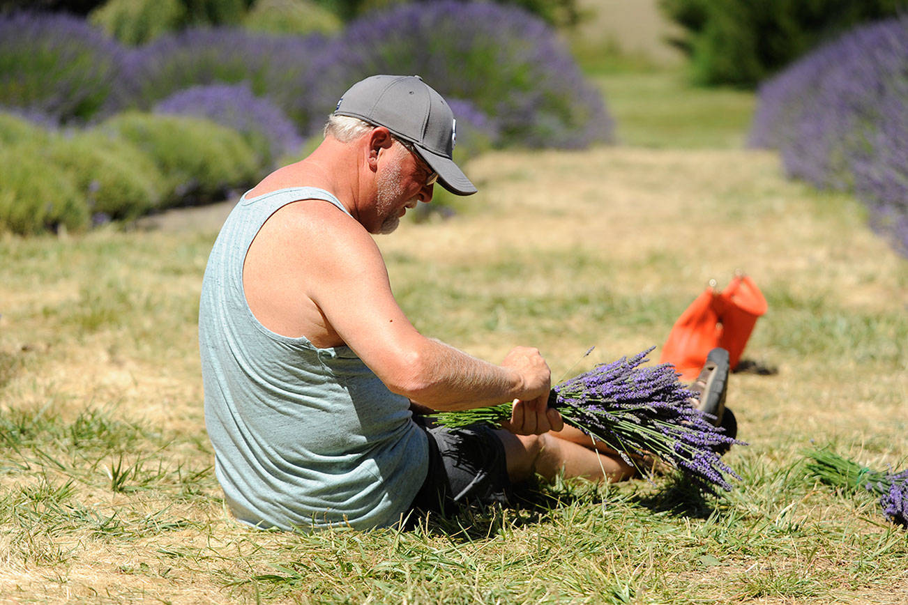 Sequim Lavender Weekend set for July 21-23