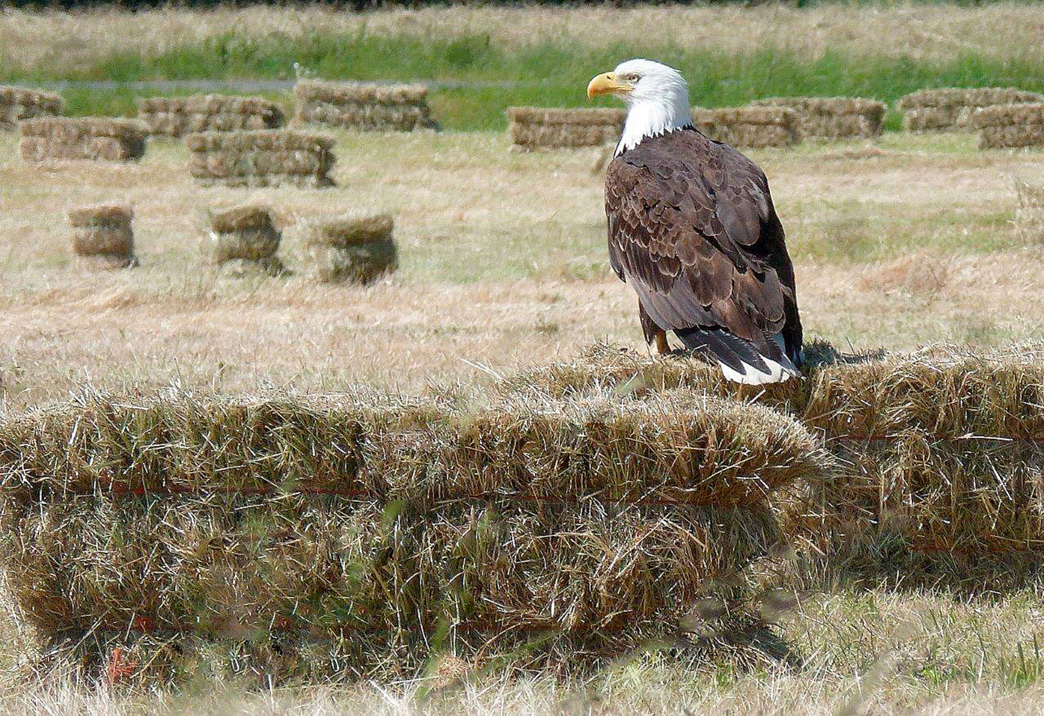 Eagle-eyed view