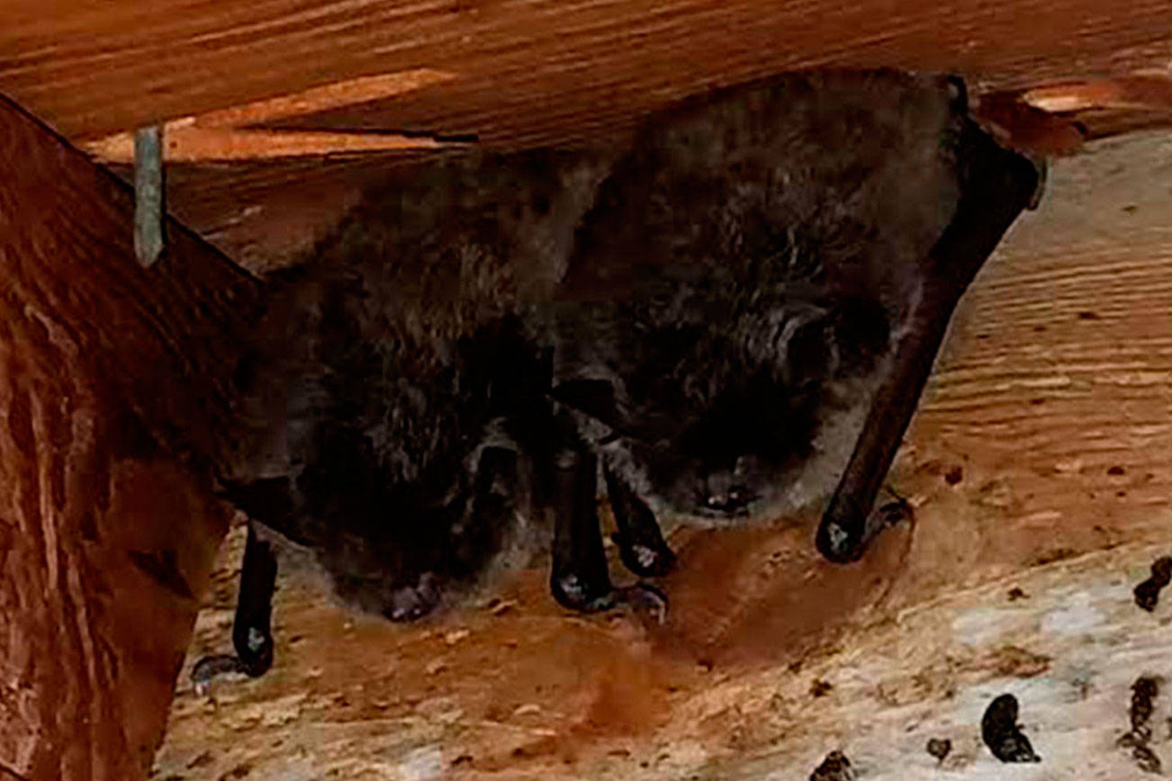 Disease killing bats found in state