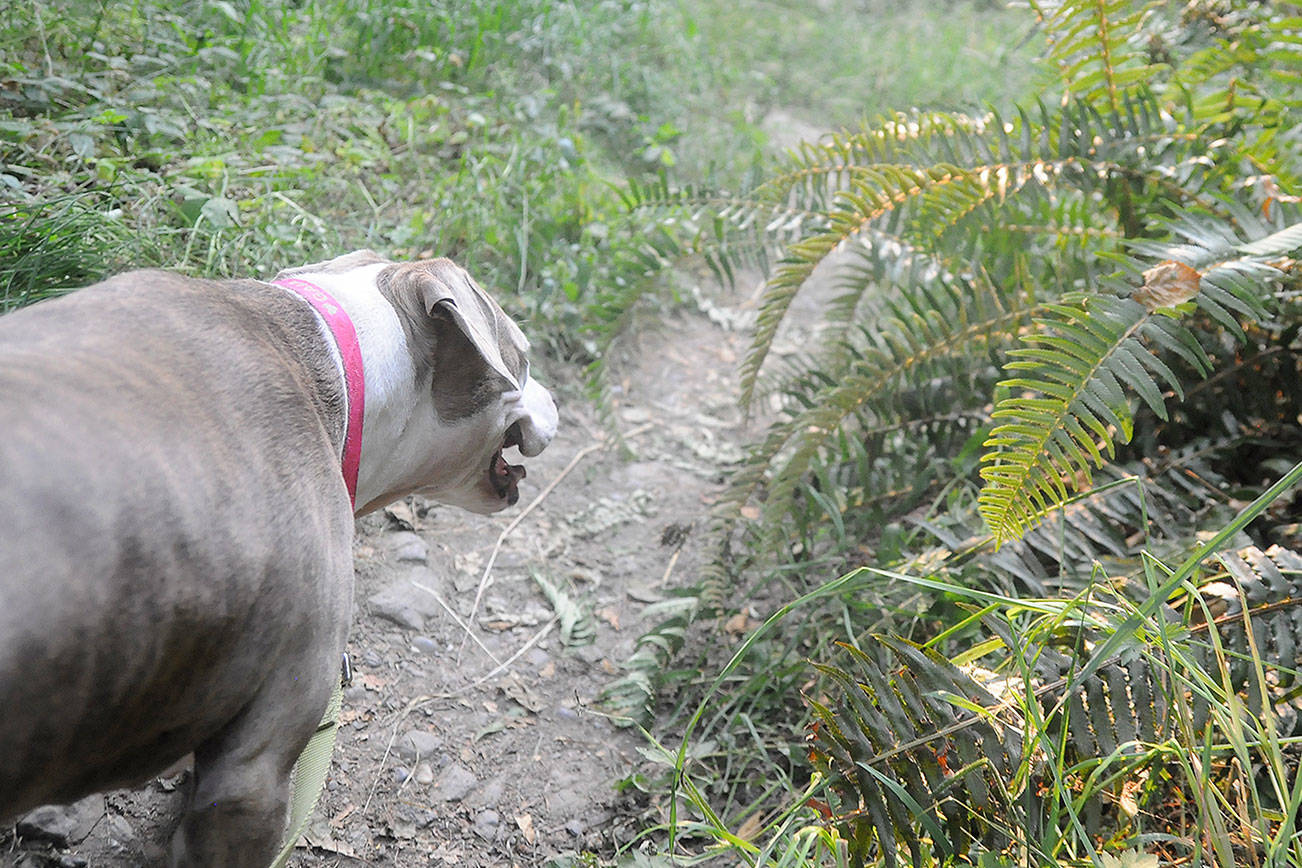 On the Trail: Day trip delight on the Gray Wolf Trail