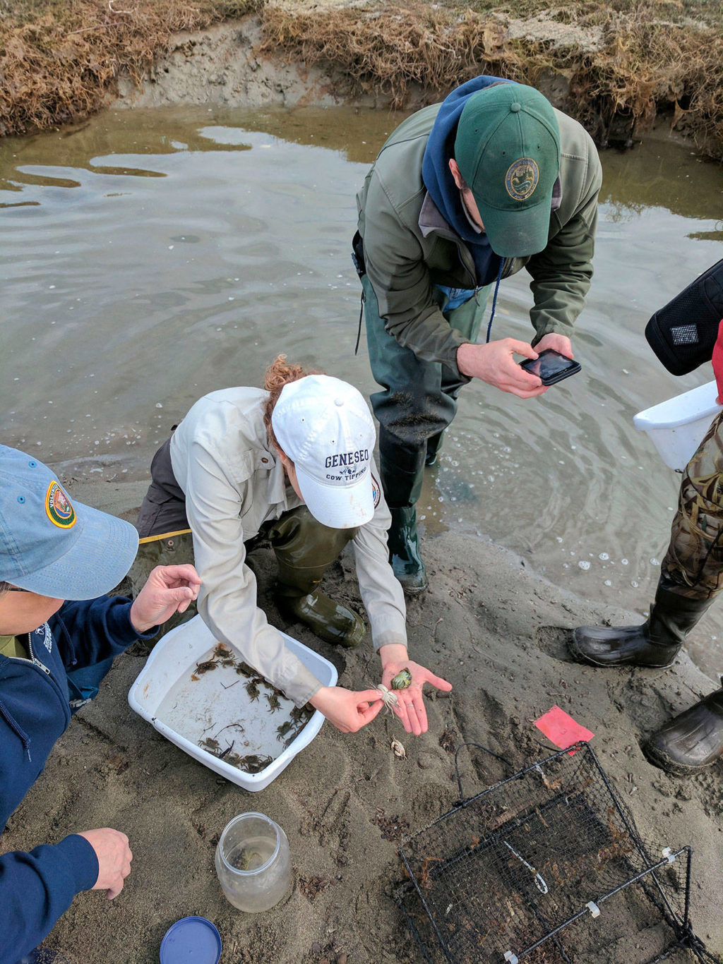 resource-managers-end-seasonal-hunt-for-european-green-crab-sequim