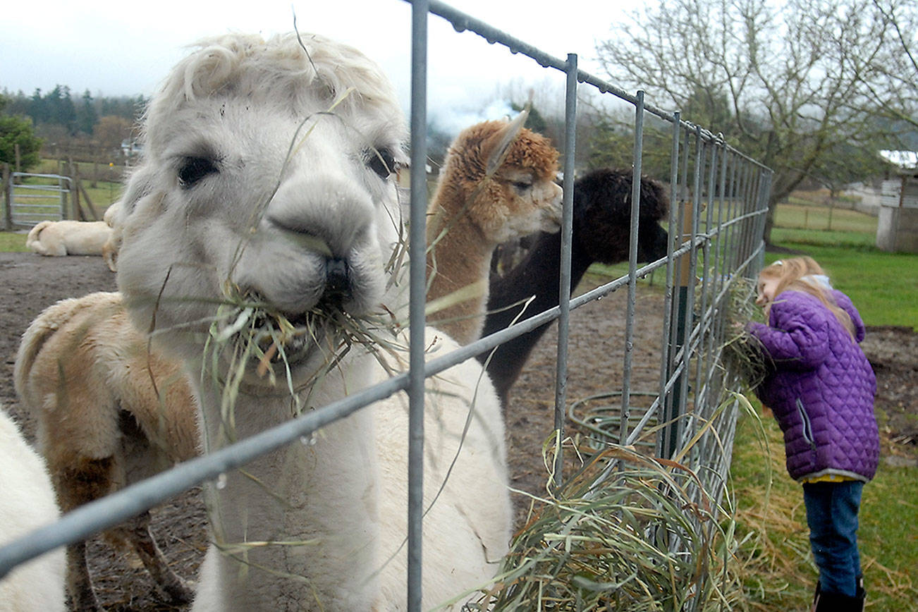 Alpacas, glass work on Sequim tour throughout January