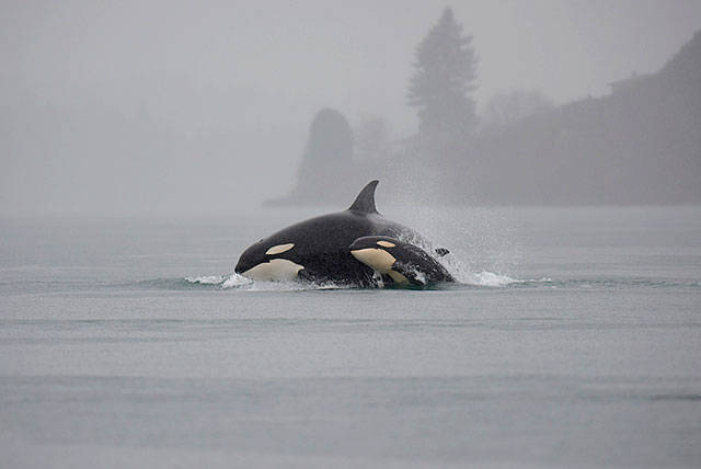 Orca Protection Act aims to protect Pacific Northwest’s iconic whales