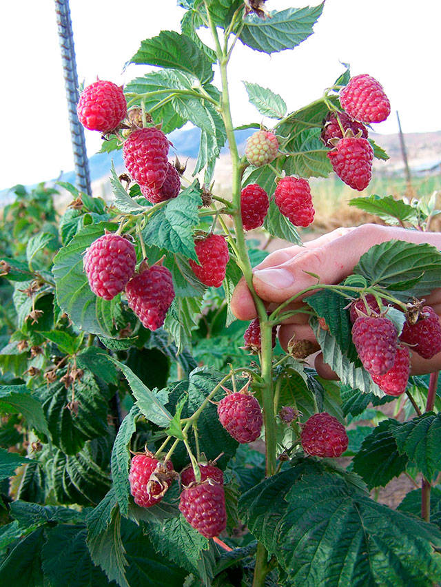 Gleaners: Berries, cherries a boost for seniors, children