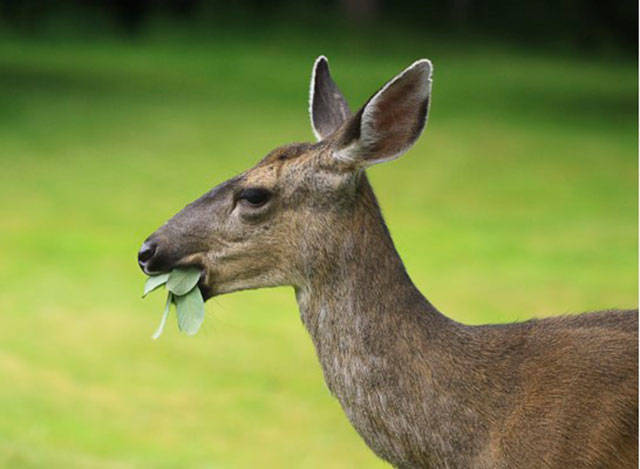 Get It Growing: Deer? Not welcome in the garden!