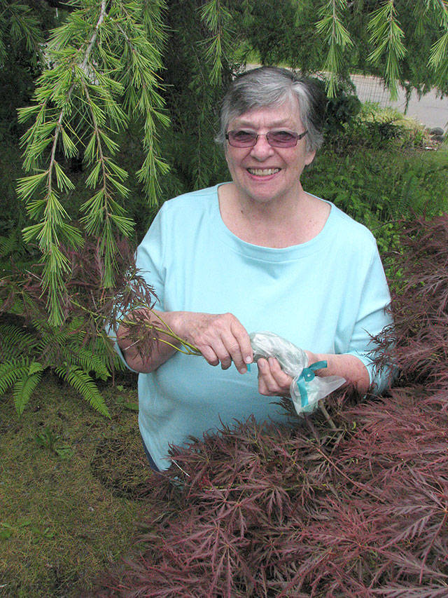 Master Gardener talks air layering at Green Thumb Garden Tips series event