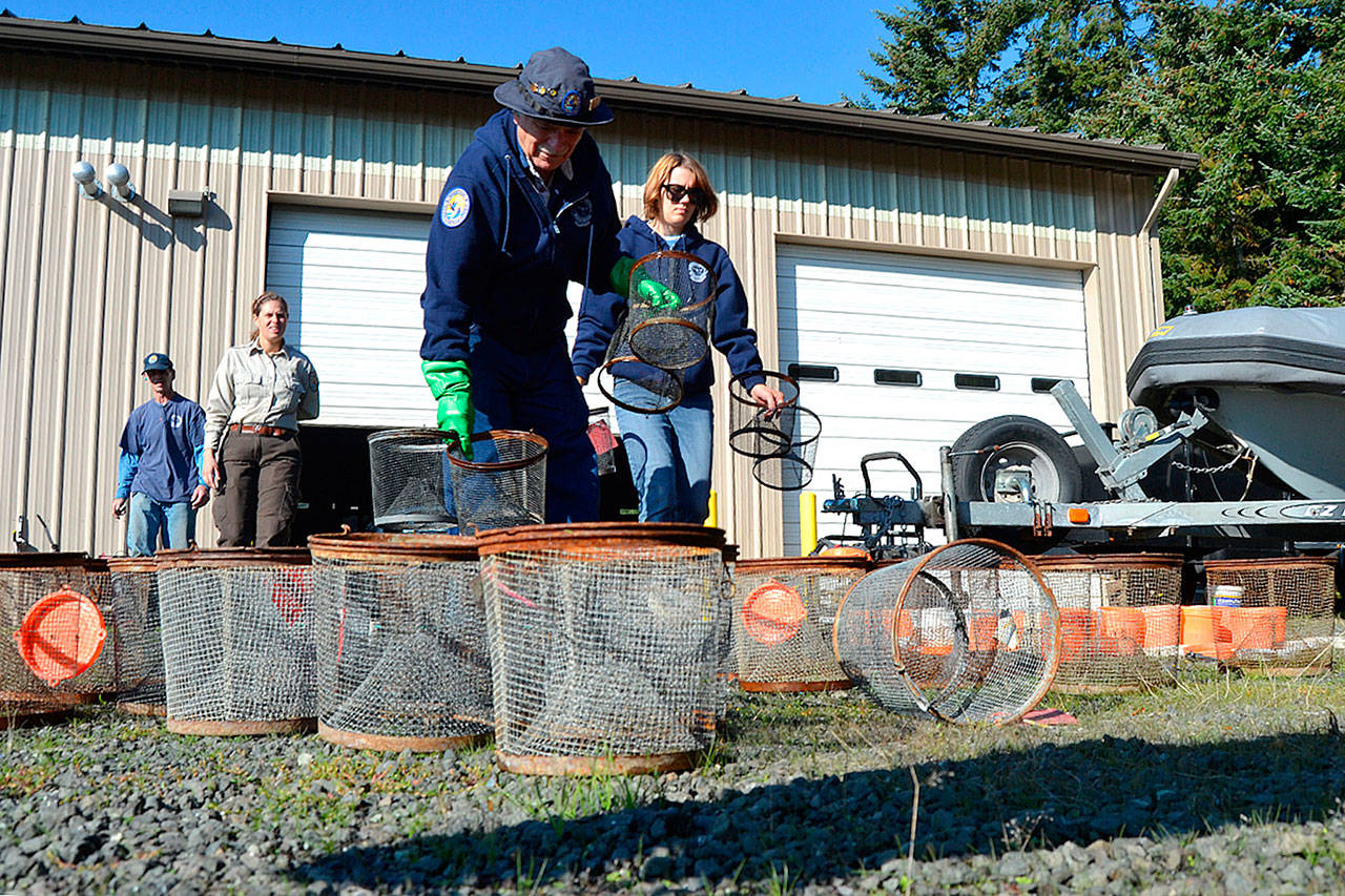 Volunteers and staff with the Dungeness Wildlife Refuge, from left, Steve Muller, Juliana Merluccio, Bob Anundson and Lea Sollmann clean traps on Oct. 11 after months of efforts to reduce the number of European green crab on the Dungeness Spit. Sequim Gazette photo by Matthew Nash