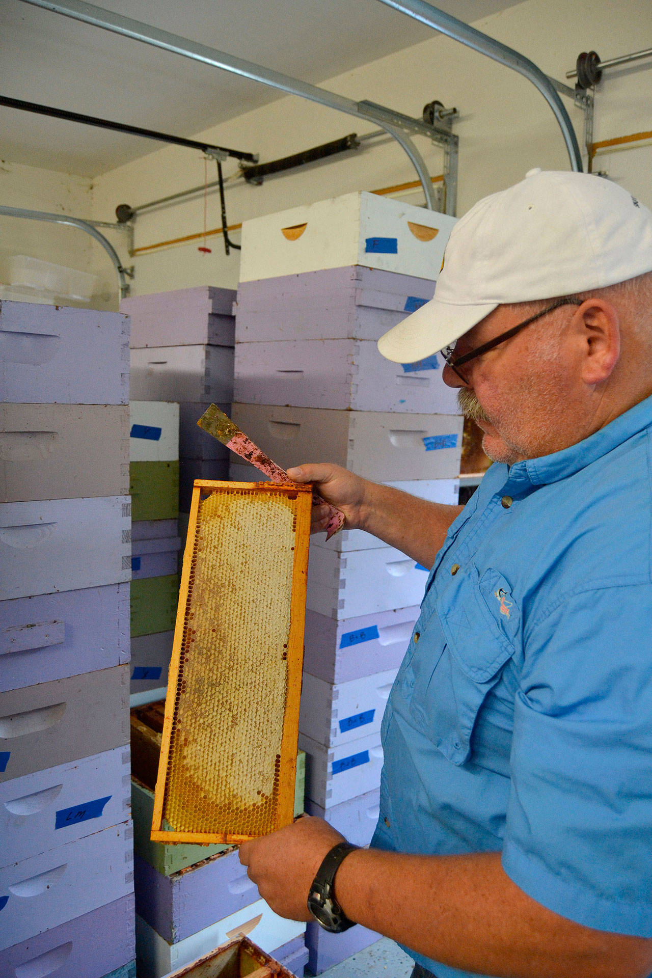 For many lavender farms, Buddy DePew continues to handle and care for their bees so that he can process their honey for future products. He now cares for nine lavender farms’ honey bees as Sequim Bee Farm. Sequim Gazette photo by Matthew Nash