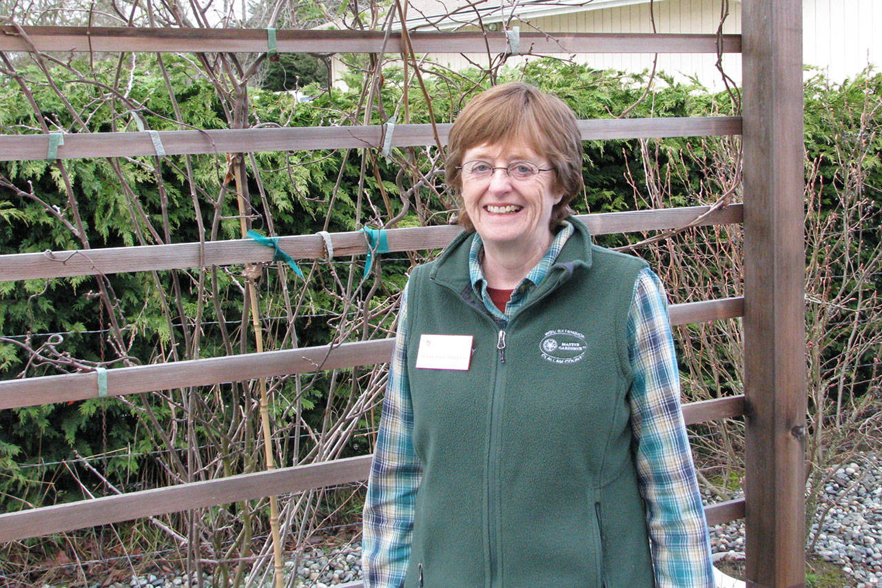 Master Gardeners Host Presentation For Newcomers | Sequim Gazette