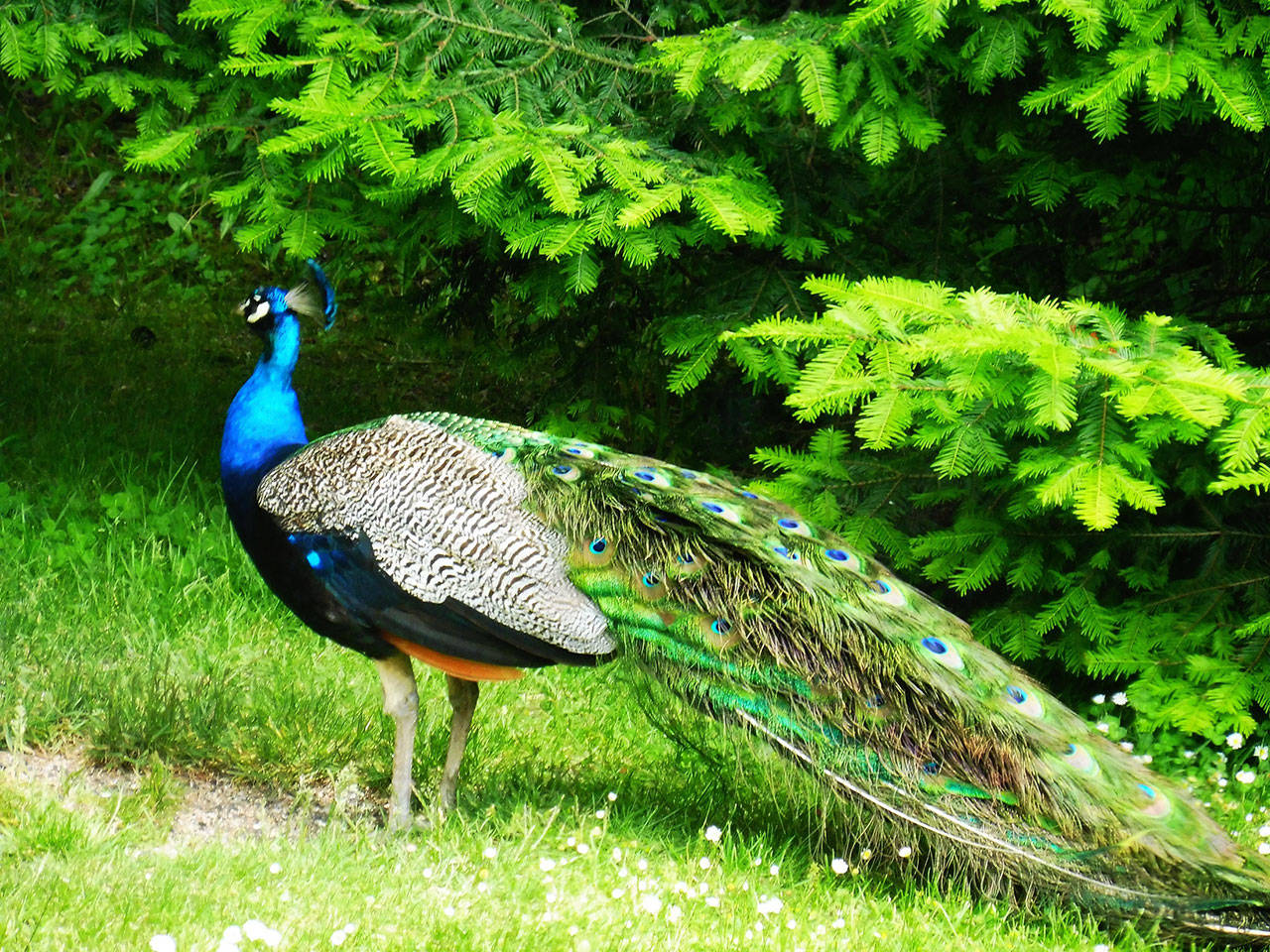 Sequim resident Mary March spots a peacock near the Dungeness Spit on June 9.