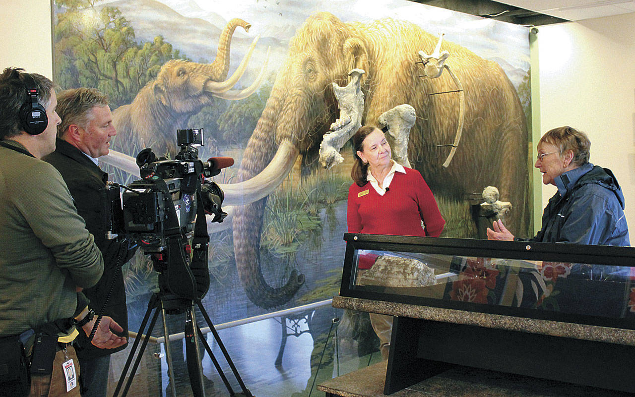 Clare Manis Hatler, far right, discusses the scientific findings relating to the Manis mastodon with Museum & Arts Center exhibit center manager Bridget Baker and a crew from KING 5 TV in October 2011. Hatler recently donated about 50 boxes of Manis mastodon artifacts and research to the Tacoma-based Washington State Historical Society. Submitted photo by Renee Mizar/Museum and Arts Center