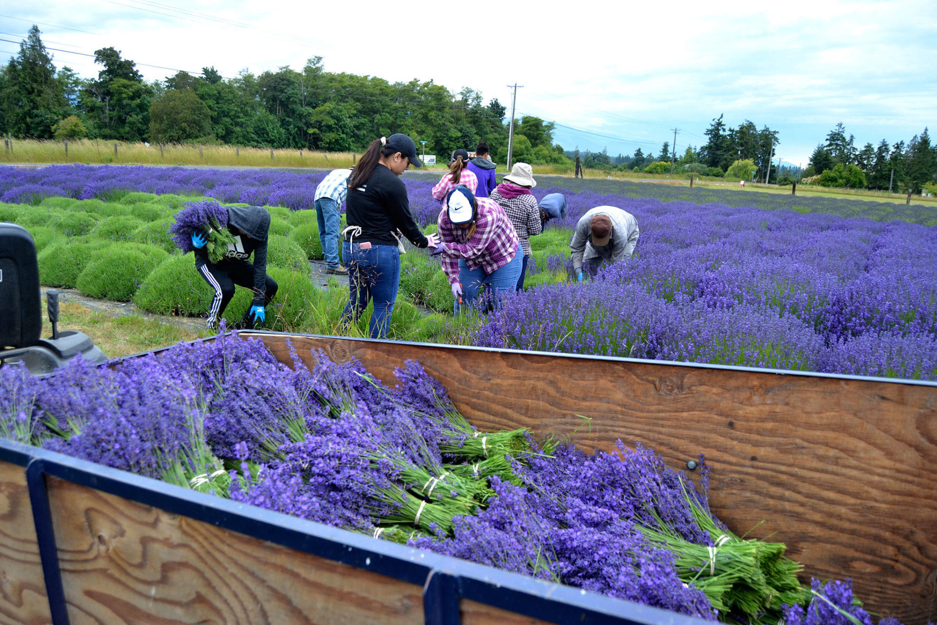 First Cut Of The Season: Lavender Harvest Begins In Sequim | Sequim Gazette