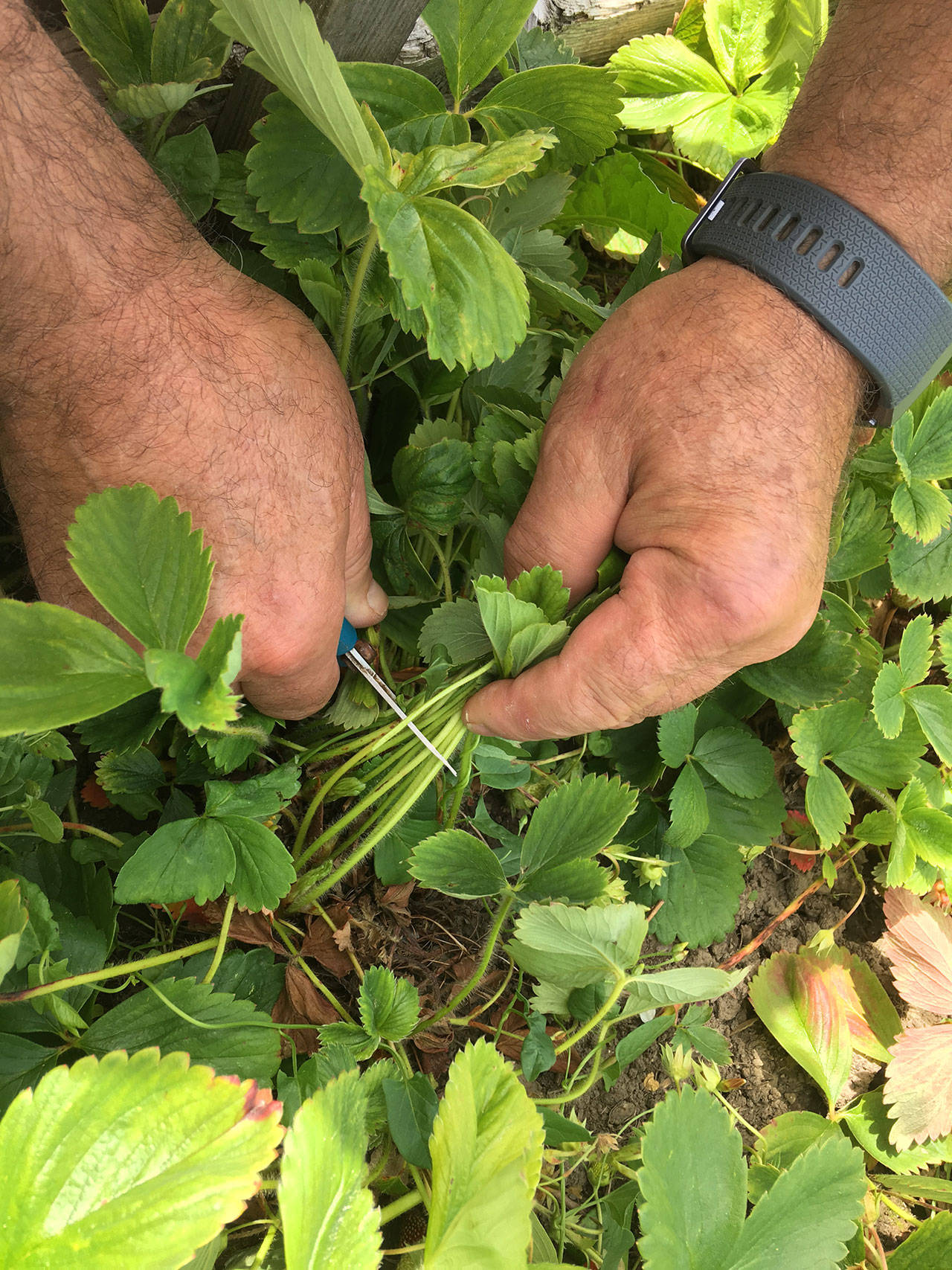 Renovation in perennial strawberry fields - Fruit & Nuts