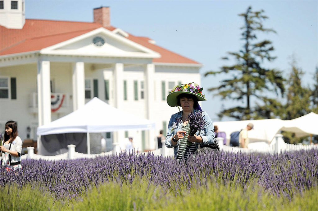 Washington Lavender extends its festival experience to 10 days Sequim