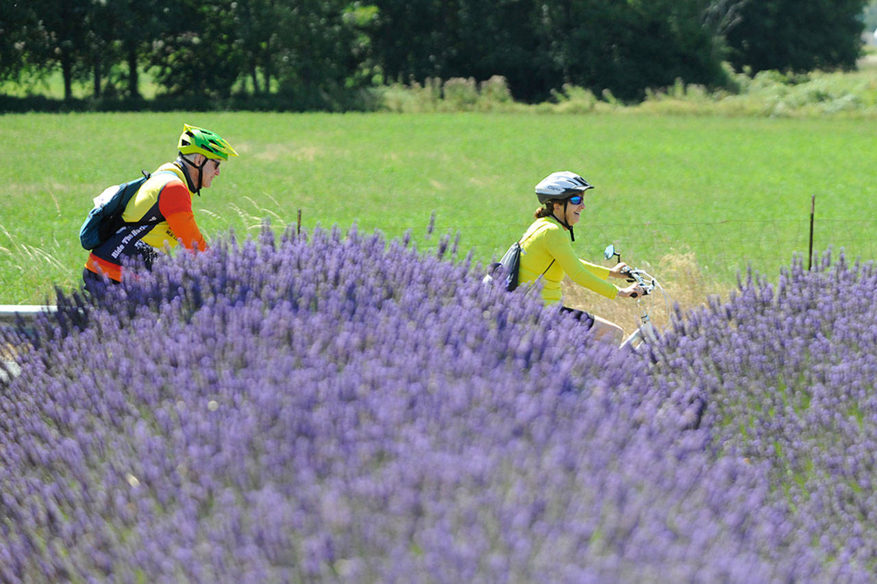 Tour de Lavender first-timers Connie Kinyon and Steve Torgeson of Sequim make their way down Old Olympic Highway during the 2018 Tour de Lavender event. The 2019 event is set for Aug. 3. Sequim Gazette file photo by Michael Dashiell