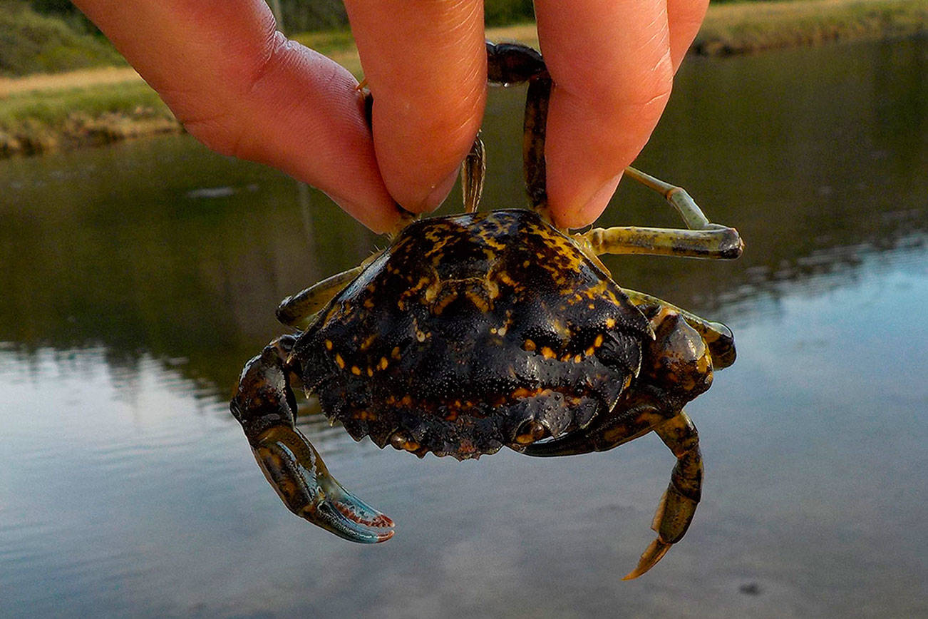 european-green-crab-facts-critterfacts