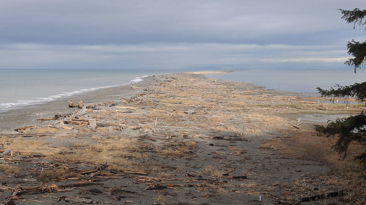 Established in 1915, the Dungeness National Wildlife Refuge is open to the public year-round, with popular activities including hiking, wildlife viewing and photography. The refuge’s annual new volunteer training is set this year for Friday, April 3. Sequim Gazette photo by Michael Dashiell