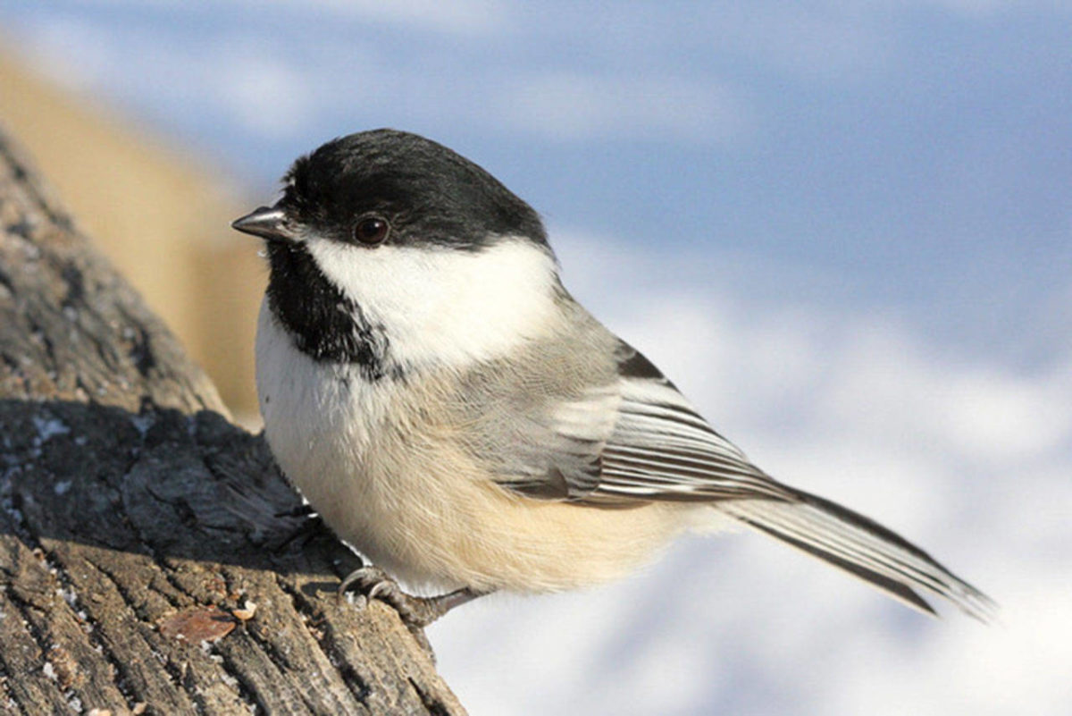 Bird Tales: The chickadee’s story | Sequim Gazette