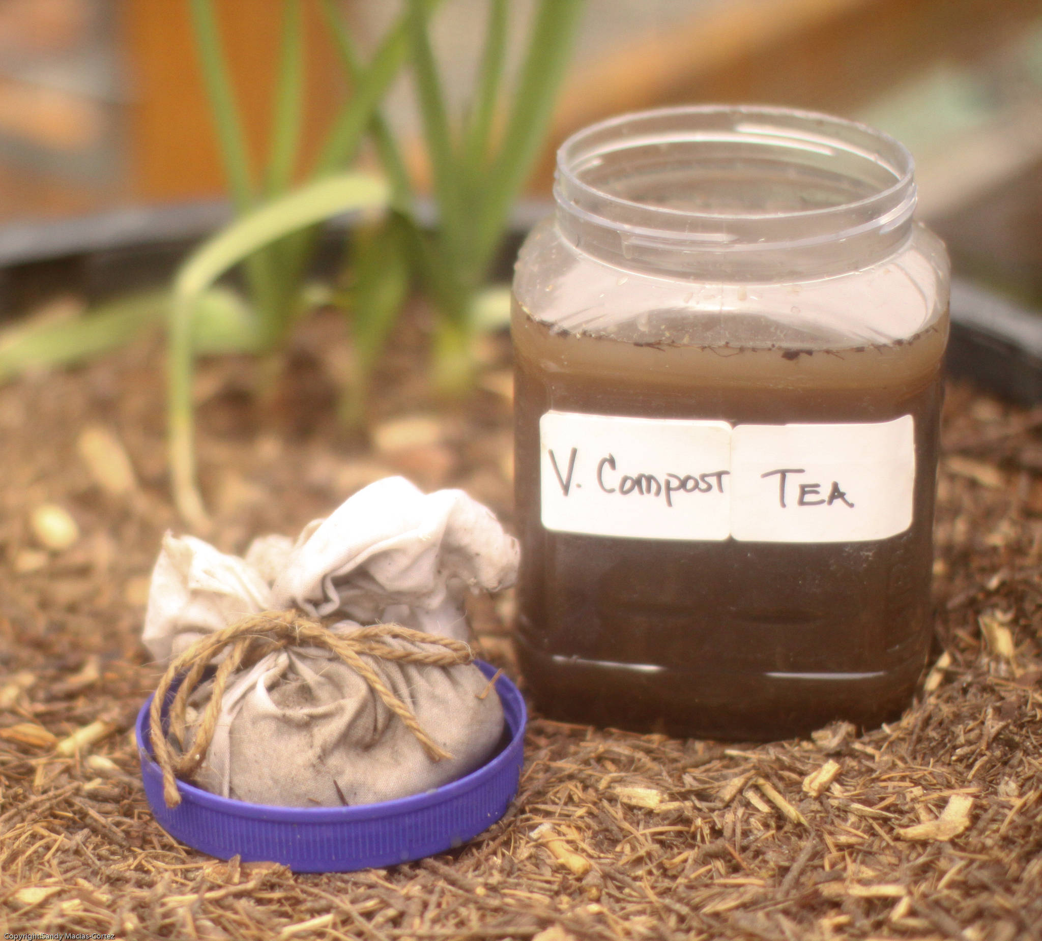 Worm compost is a rich organic fertilizer and soil conditioner that’s easy for plants to absorb. Photo by Sandy Cortez