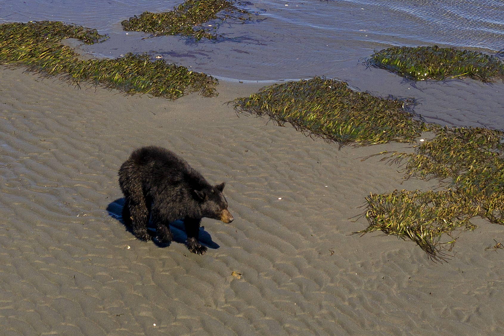 Roaming Bear Draws Attention On Sequim Beaches Sequim Gazette