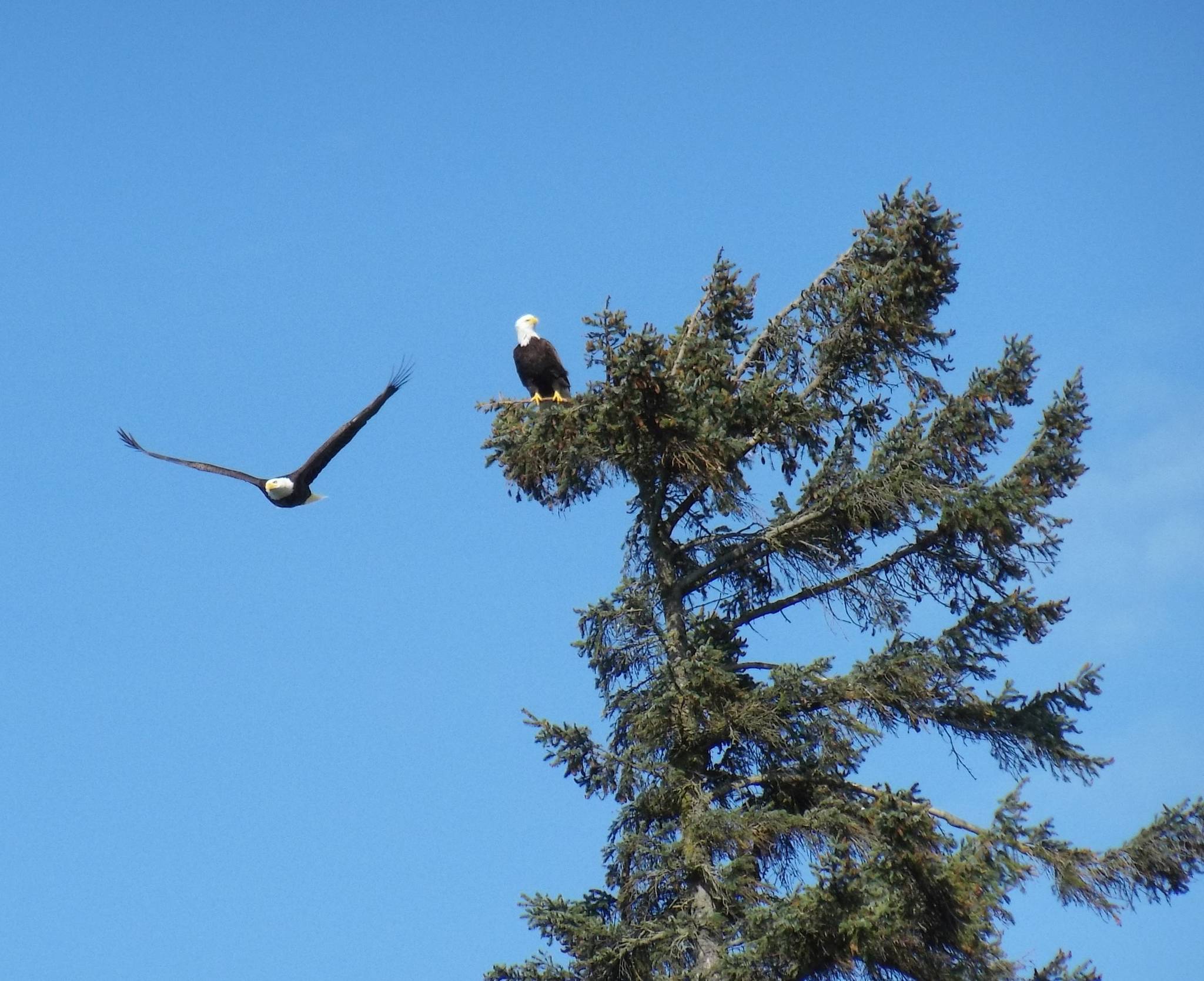 Contributor Eileen Schmitz caught this scene of two bald eagles in Agnew on May 14. “I was arguing with my camera while photographing a pair of eagles in a treetop then suddenly saw a shadow of an eagle on the ground beside me and thought I’d missed the photo op altogether,” Schmitz wrote.