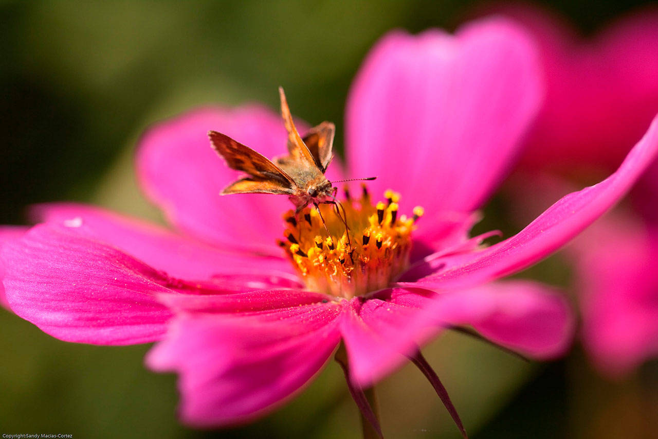 Consider the importance of pollinators in your gardens. Photo by Sandy Cortez