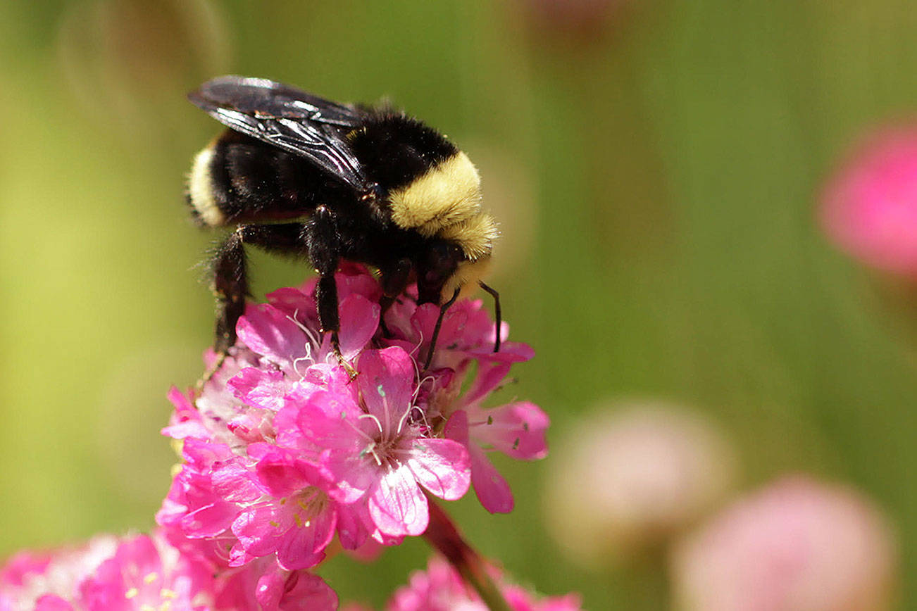 David Alan's Native Bees: A Buzzworthy Solution for Your Garden and Beyond