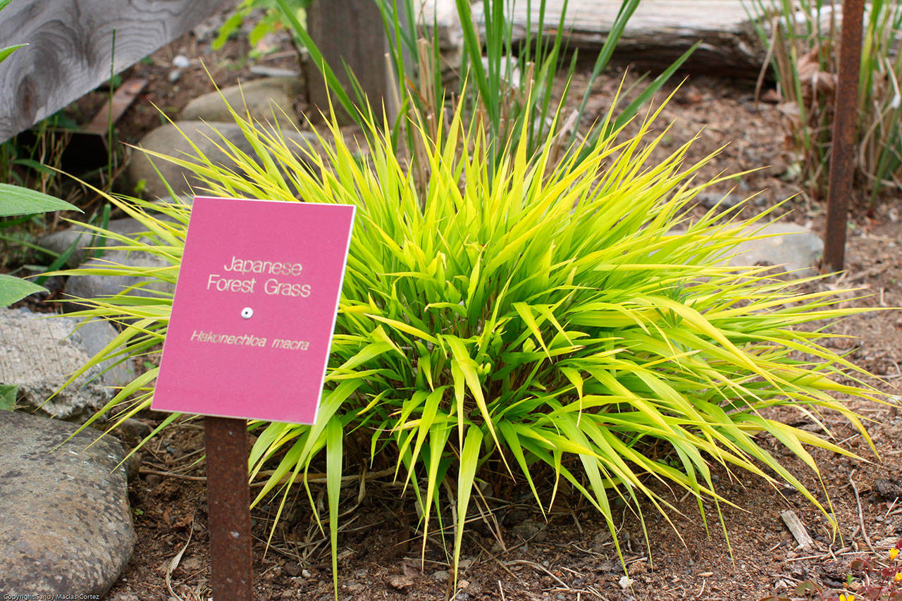 Careful selection is key to growing and maintenance of ornamental grasses. Photo by Sandy Cortez