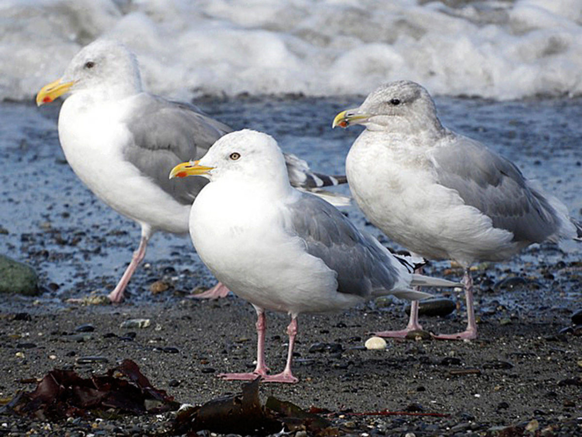 Bird Tales: The versatile, adaptable gull | Sequim Gazette