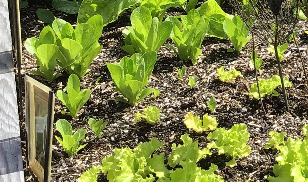 It’s time to think about a good location for a successful fall/winter vegetables garden. Photo by Sandy Cortez