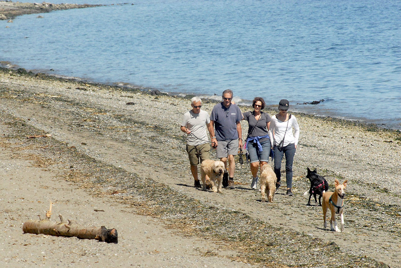 Beach walkers, from left, Warren Wilson of Sequim, Tony Butchart and Stacy Butchart of Portland, Ore., and Cindy Wilson of Sequim walk their dogs, from left, Parker, Cooper, Mika and Lana, during a stroll along the shores of Sequim Bay near Marlyn Nelson County Park at Port Williams on July 25. The friends took advantage of a return to summer-like temperatures on the North Olympic Peninsula. Photo by Keith Thorpe/Olympic Peninsula News Group