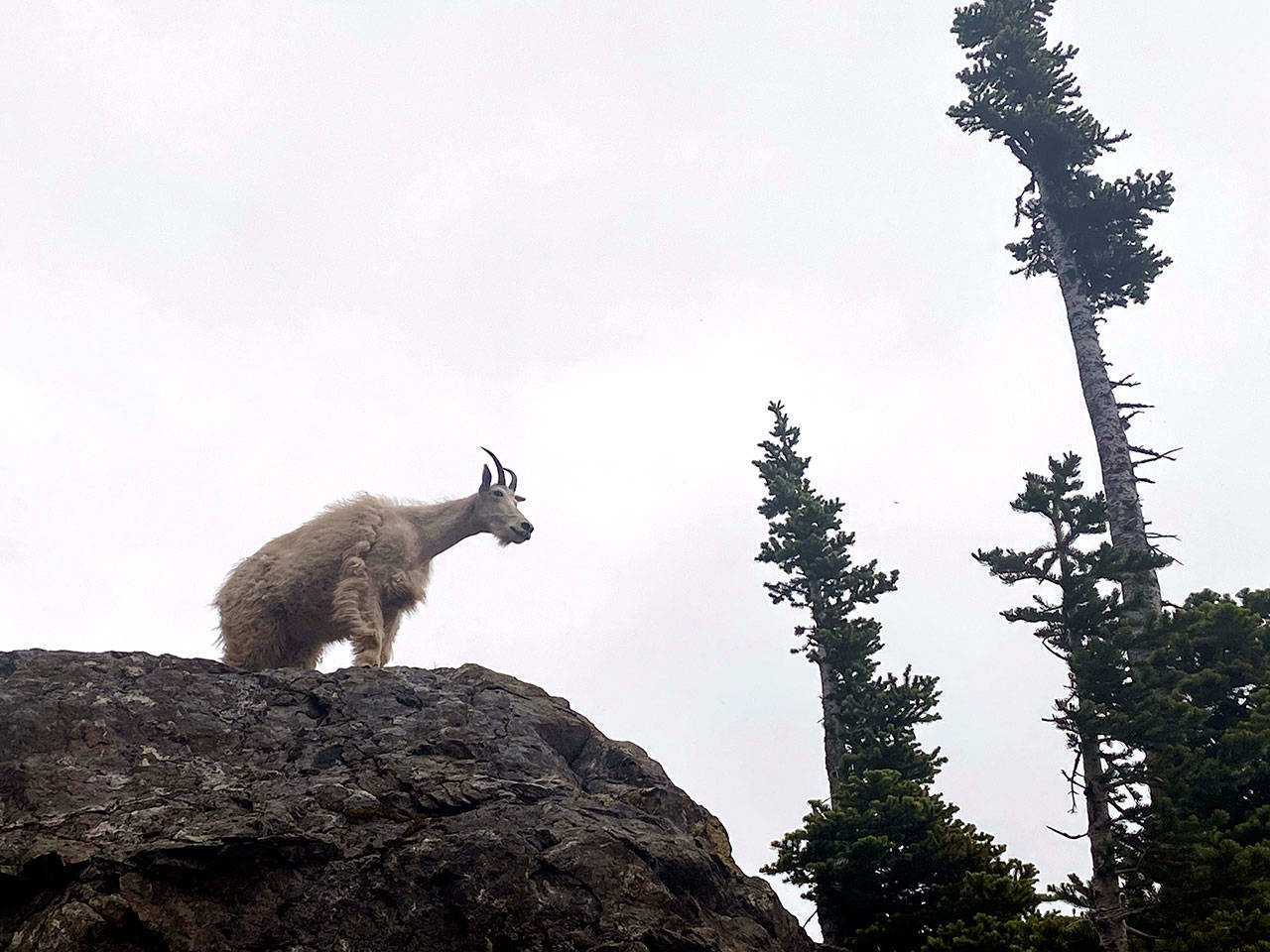 A mountain goat stands on the flanks of Mount Ellinor in the southeast corner of the Olympic Mountains in this July 11 file photo. Photo by Rob Ollikainen/Olympic Peninsula News Group