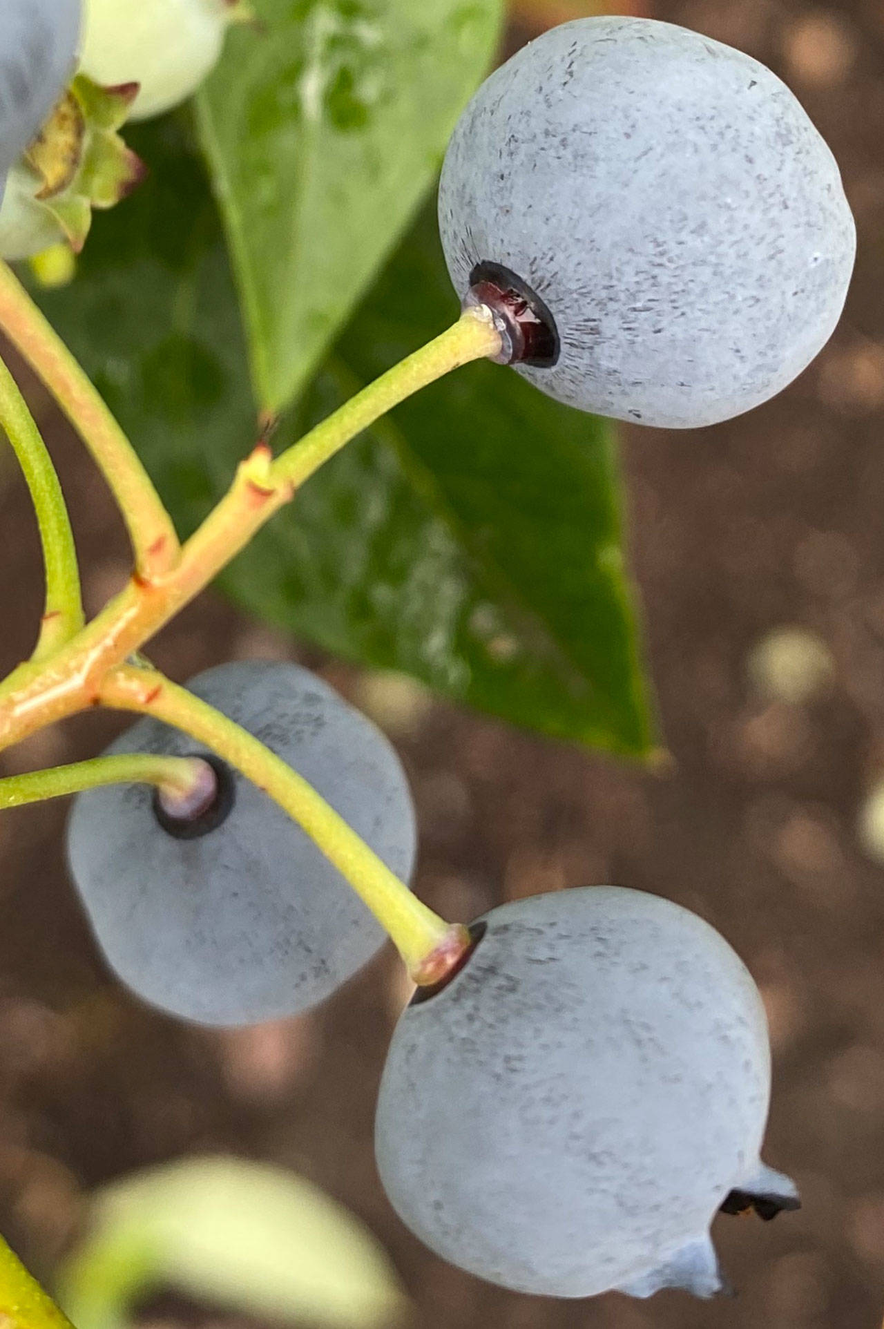 Adequate sun exposure, pruning and water along with managing pests are keys to producing good Olympic Peninsula berries. Photo by Sandy Cortez