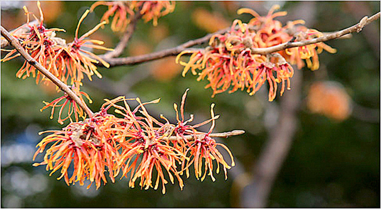 Hamamelis x intermedia "Jelena," with its rich coppery-orange flowers, adds a blazing color to the winter landscape. Submitted photo