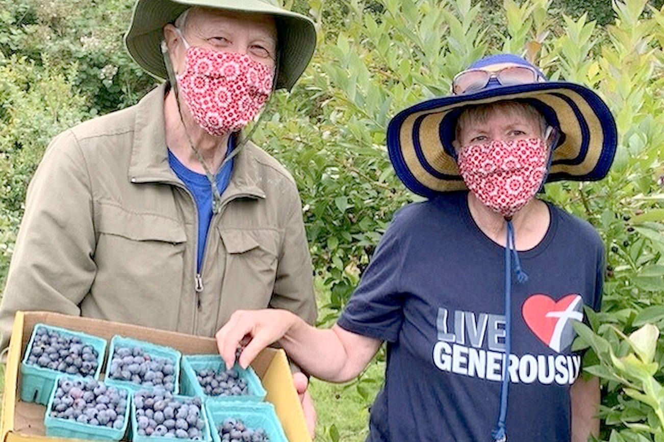 Alan and Karen Selig were among the gleaners volunteering at Joyce's Blueberry Haven last summer. Photo by Sharah Truett/WSU Clallam County Extension