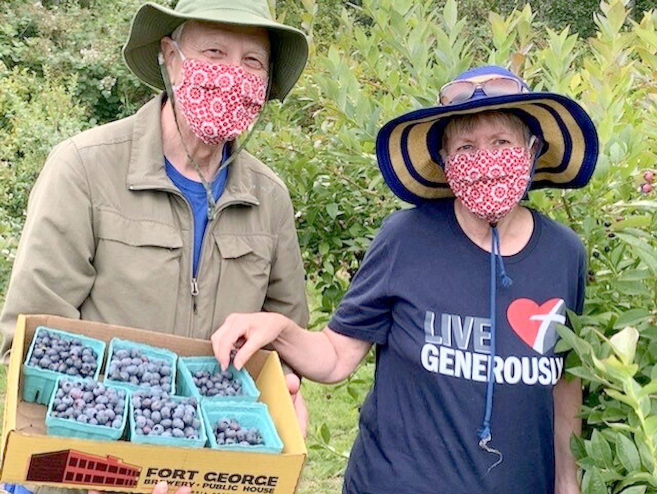 Alan and Karen Selig were among the gleaners volunteering at Joyce’s Blueberry Haven last summer. Photo by Sharah Truett/WSU Clallam County Extension