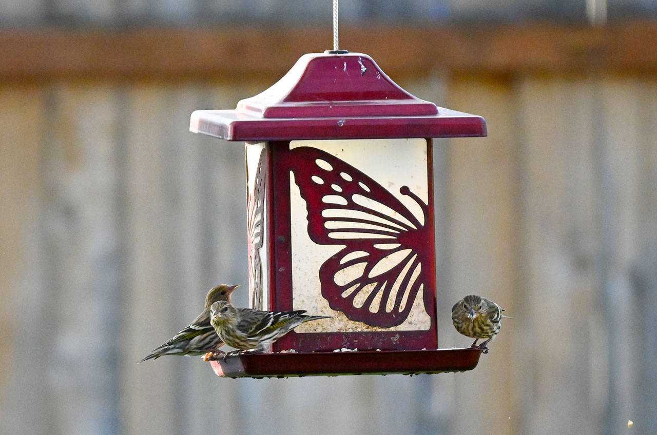 Following reports of seed-eating songbirds spreading disease from backyard feeders this winter, state wildlife officials are recommending people temporarily discontinue feeding wild birds or take more steps to clean and disinfect their feeders. Sequim Gazette photo by Michael Dashiell