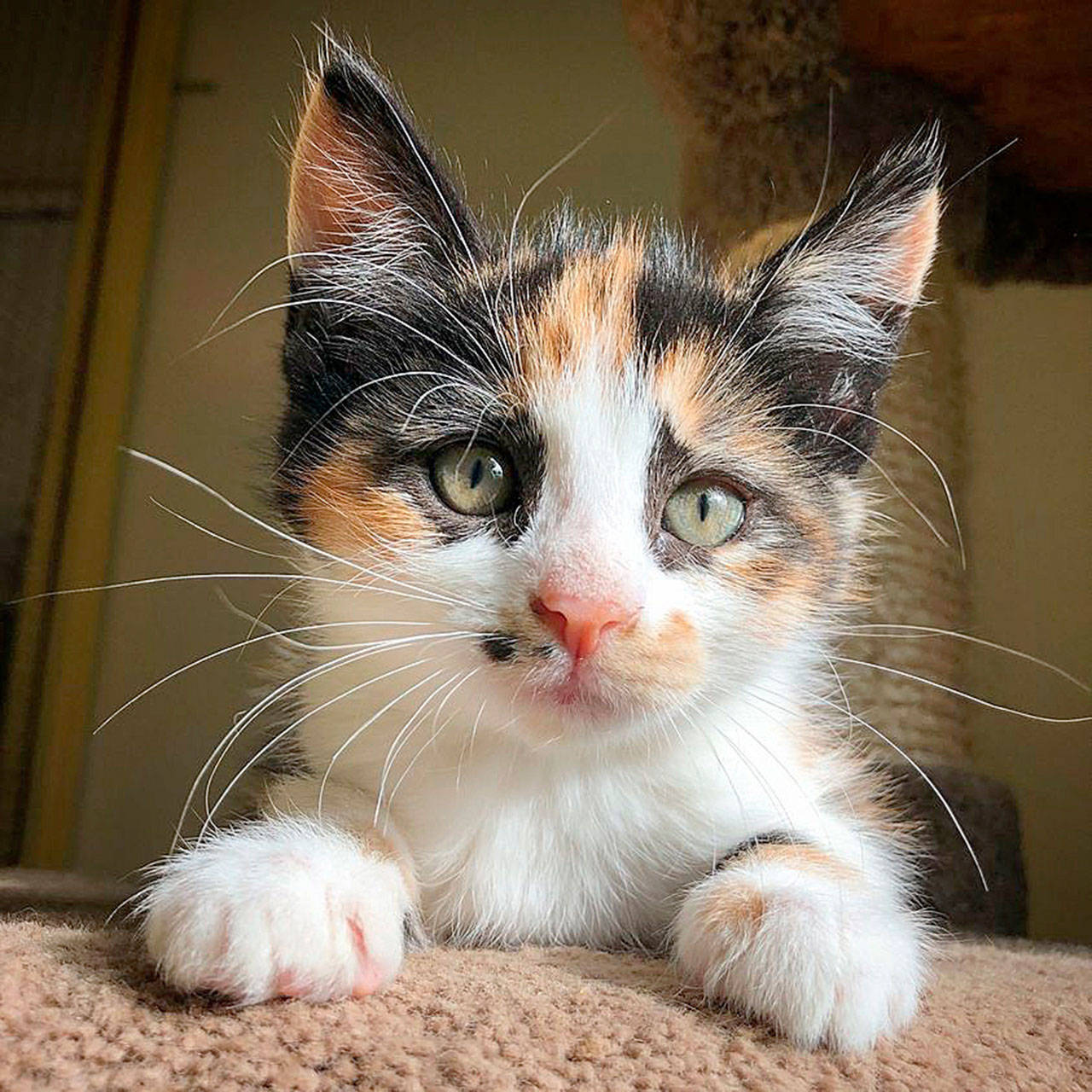 Cleo the calico. Photo by Susy Zustiak