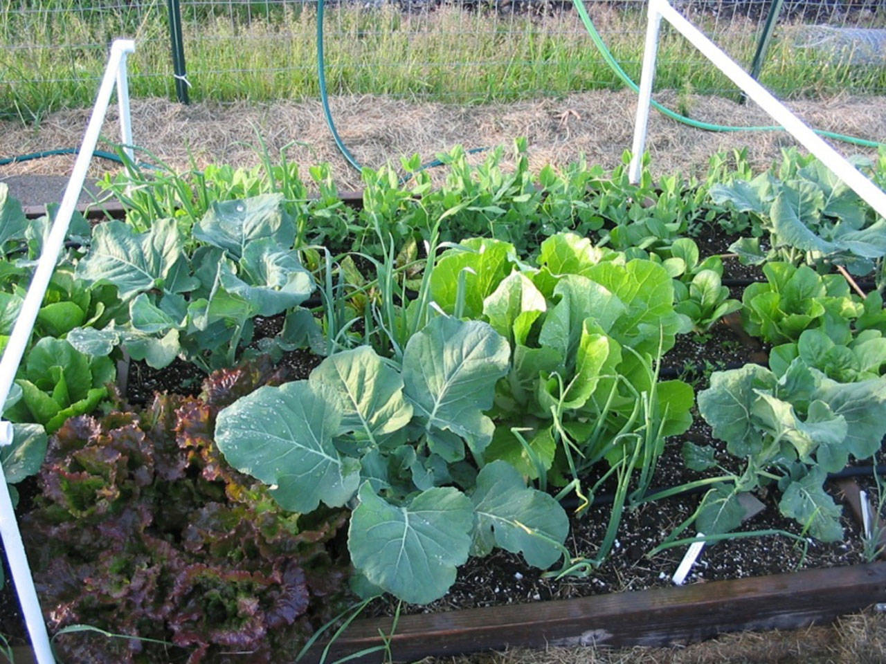 Gardeners with limited space can use methods such as this intensively-planted, 4-foot-by-4-foot raised bed. Photo by Bob Cain